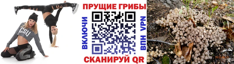Галлюциногенные грибы Cubensis  площадка какой сайт  Щёлкино 
